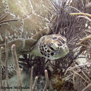 Hiding Turtle