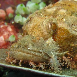 Scorpion fish