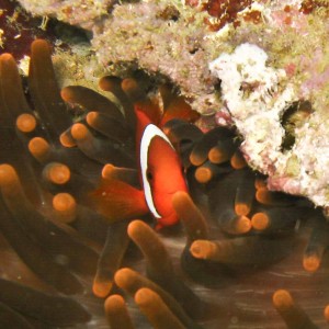 Clownfish 2