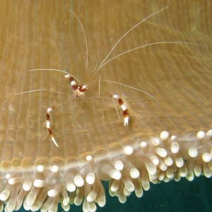 Cleaner Shrimp