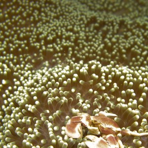 Porcelain Crab