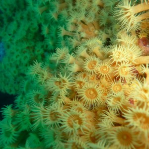 Beautiful zoanthids