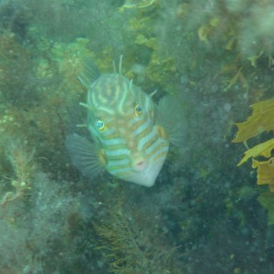 Shaw's cowfish - male (Aracana aurita)