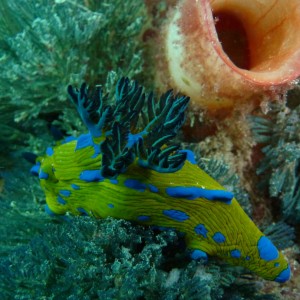 Verco's nudi (Tambja verconis)