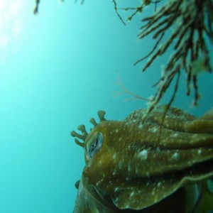 Camera shy Giant cuttle (Sepia apama)