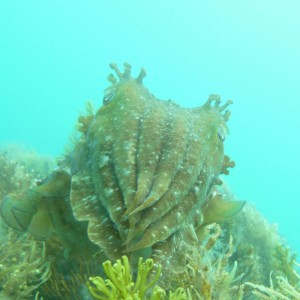 Giant cuttle (Sepia apama)