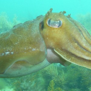 Giant cuttle (Sepia apama)