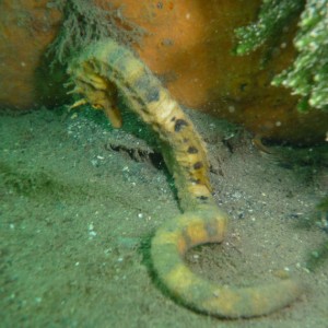 Shy Pot-Belly Seahorse (Hippocampus bleekeri)