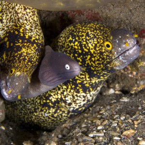 Moray Eels...3