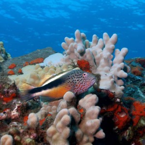 Freckled Hawkfish - Turtle Reef - Maui