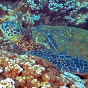 Sea Turtle - Turtle Reef - Maui