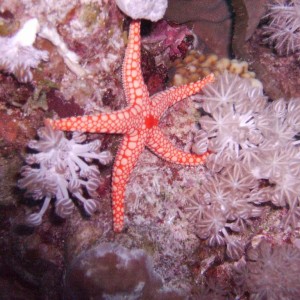 Red Mesh Starfish