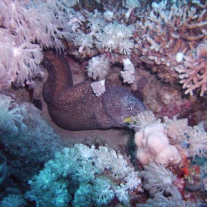 Yellow mouth morray eel