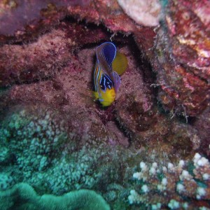 Royal Angelfish