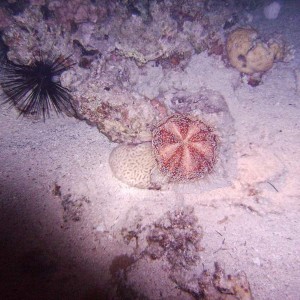 Pincushion urchin