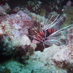 lionfish