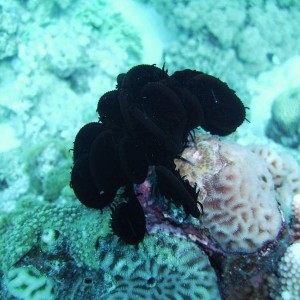 closed up sawtooth feather star