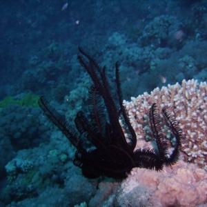 sawtooth feather star opening up