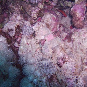 Stonefish--  Can you see me??