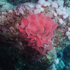 Eggs of a Spanish Dancer