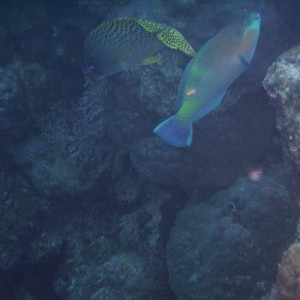 Sweetlips and parrotfish