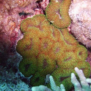 grooved mosiac coral