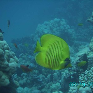 masked butterlyfish