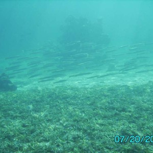 school of yellowtail barracuda