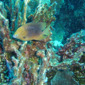 Paradise Divers Bonaire Trip