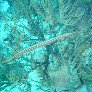 Paradise Divers Bonaire Trip