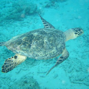 Paradise Divers Bonaire Trip