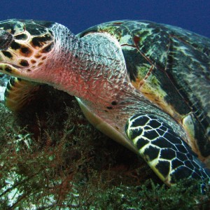 Turtle, Cozumel Nov 2008