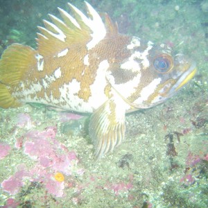 Gopher Rock Fish