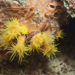 Yellow Tube Anemone