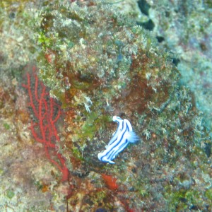 Diving off Waya Island, Yasawa Chain, Fiji