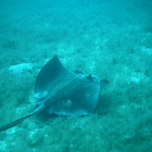 Stingray