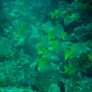 Schooling Fish