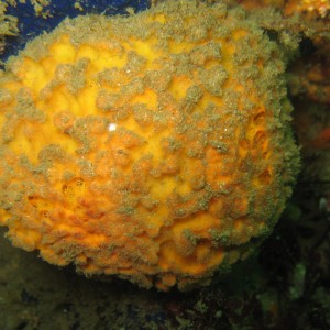 Yellow puffball sponge