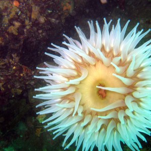 Anemone