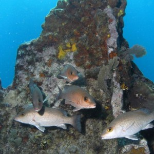 Mangrove Snappers