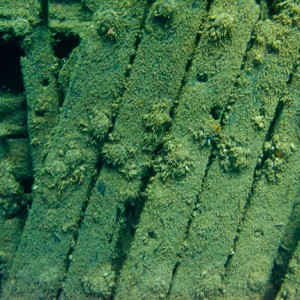 Tobermory Wreck diving King/Newaygo