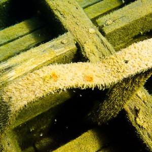 Tobermory Wreck diving King/Newaygo