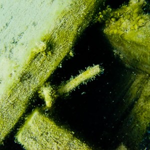 Tobermory Wreck diving King/Newaygo