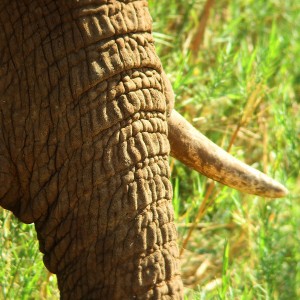 Tusk & Trunk