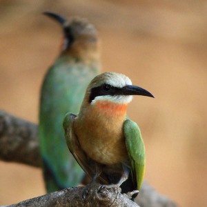 White-fronted Bee-eater