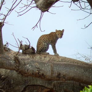 Leopard in a Baobab