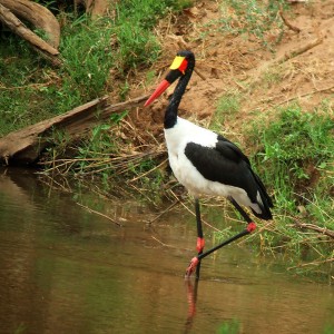 Saddle-billed Stork