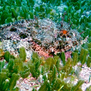 scorpionfish9