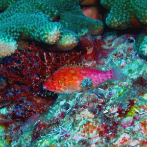 PinkNOrangeFish