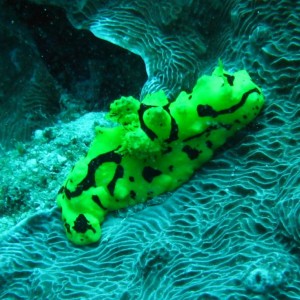 nudibranch